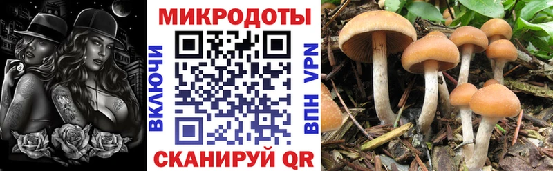 Галлюциногенные грибы прущие грибы  Карабаново 